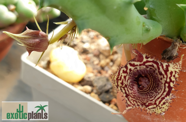 Huernia volkartii ssp. volkartii