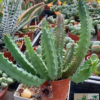 Huernia volkartii ssp. volkartii – Bild 2