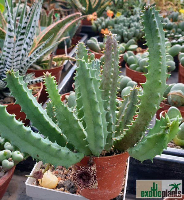 Huernia volkartii ssp. volkartii – Bild 2
