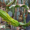 Hylocereus undatus – Bild 2