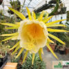 Hylocereus undatus