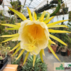 Hylocereus undatus (Einzelstück)