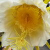 Hylocereus undatus – Bild 4