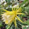 Hylocereus undatus – Bild 3