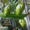 Hylocereus undatus – Bild 5