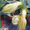 Hylocereus undatus – Bild 6