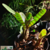 Neoregelia ampullacea var. tigrina