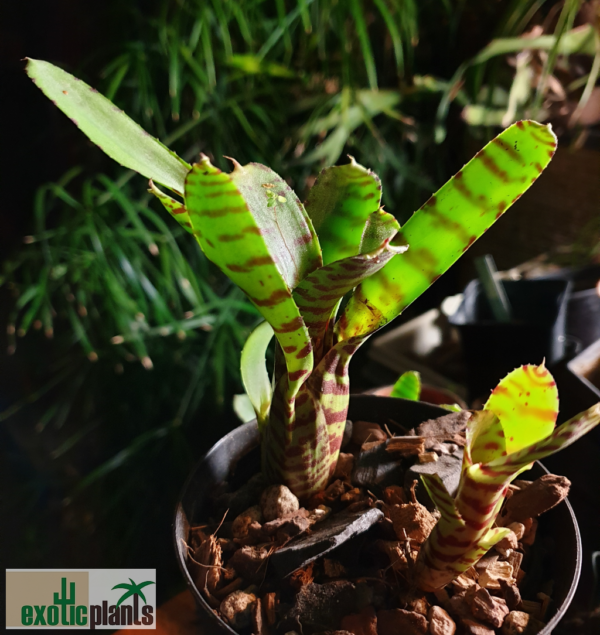 Neoregelia ampullacea var. tigrina