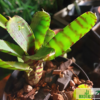 Neoregelia ampullacea var. tigrina – Bild 2