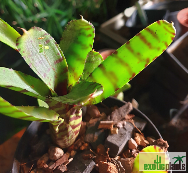 Neoregelia ampullacea var. tigrina – Bild 2