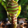 Neoregelia ampullacea var. tigrina – Bild 3