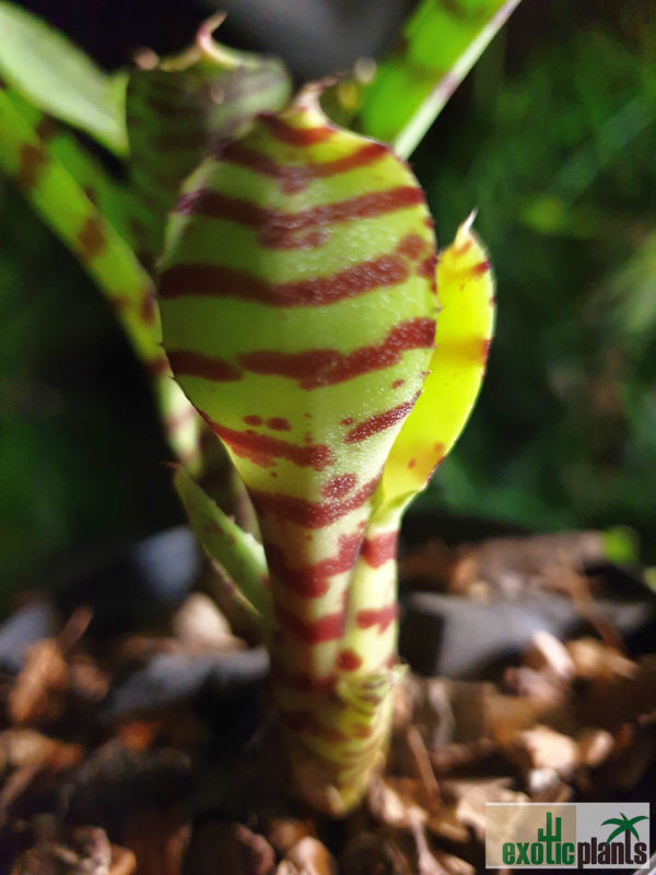 Neoregelia ampullacea var. tigrina – Bild 3