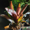 Neoregelia "purple" – Bild 2