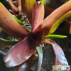 Neoregelia "purple" – Bild 3