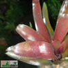 Neoregelia "purple" – Bild 4