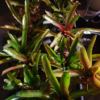 Neoregelia sp.
