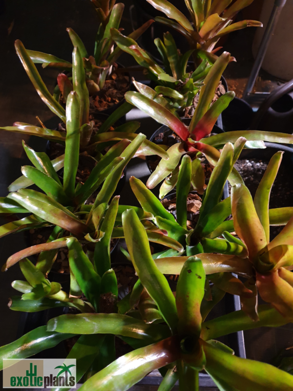 Neoregelia sp.