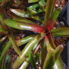 Neoregelia sp. – Bild 2