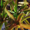 Neoregelia sp. – Bild 4