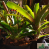 Neoregelia sp. – Bild 3