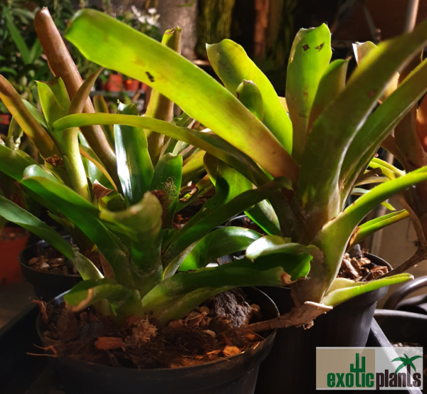 Neoregelia sp. – Bild 3