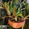 Neoregelia sp. (in Schale)