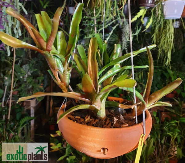 Neoregelia sp. (in Schale)