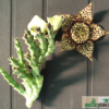 Orbea variegata – Bild 3