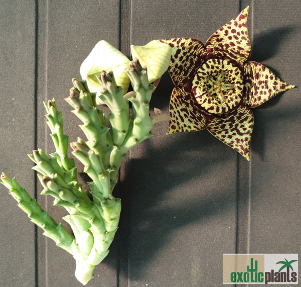 Orbea variegata – Bild 3