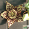 Orbea lepida