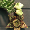 Orbea variegata