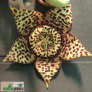 - Stapelia/Aasblumen