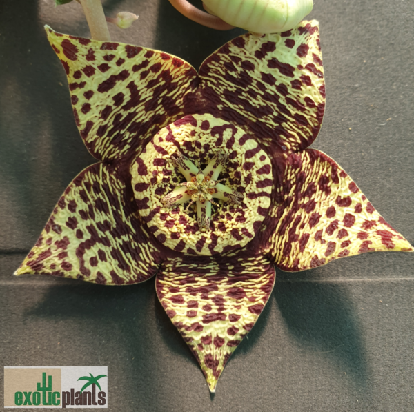 Orbea variegata – Bild 2