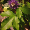 Passiflora Hybride "Byte" – Bild 2