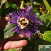 Passiflora Hybride "Byte" – Bild 3