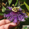 Passiflora Hybride "Byte"