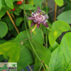 Passiflora glaucescens – Bild 3