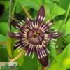 Passiflora glaucescens – Bild 4