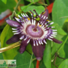 Passiflora glaucescens