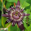 Passiflora glaucescens – Bild 2