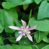 Passiflora sanguinolenta – Bild 2