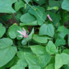 Passiflora sanguinolenta – Bild 3