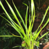 Pitcairnia heterophylla f. albiflora