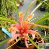 Pitcairnia heterophylla f. albiflora – Bild 2