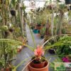 Pitcairnia heterophylla f. albiflora – Bild 3