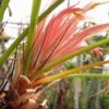 Pitcairnia heterophylla f. albiflora – Bild 4