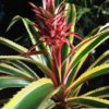 Ananas comosus var. variegatus – Bild 3