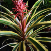 Ananas comosus var. variegatus