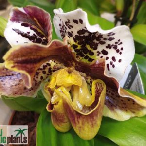 Frauenschuhorchidee mit Blütenmissbildung