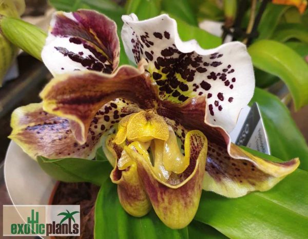 Frauenschuhorchidee mit Blütenmissbildung